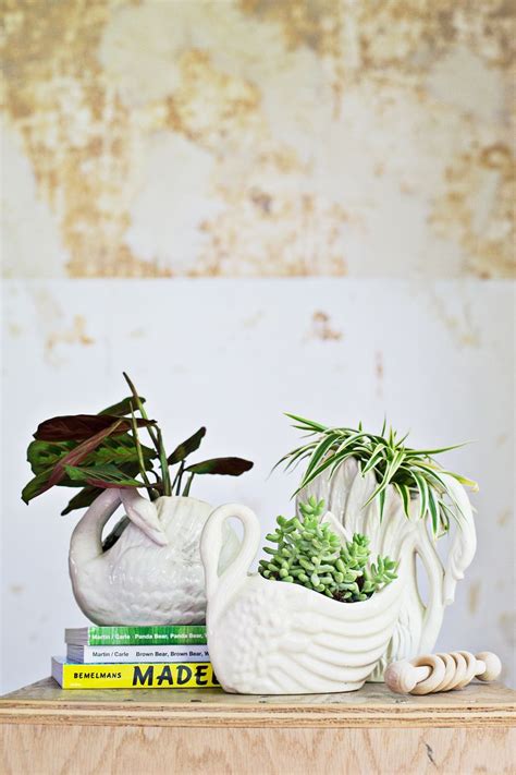 Many cats feel trapped by the intense smell of some flowers like roses, daisies and lilies. 7 Unique Non-Toxic Houseplants - A Beautiful Mess