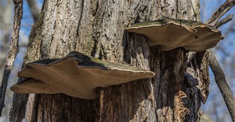 Maryland Biodiversity Project Flecked Flesh Polypore Phellinus