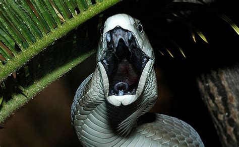 20 Bizarre Snakes That Will Creep You Out