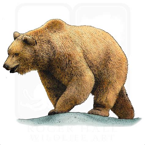 Grizzly Bear Illustration