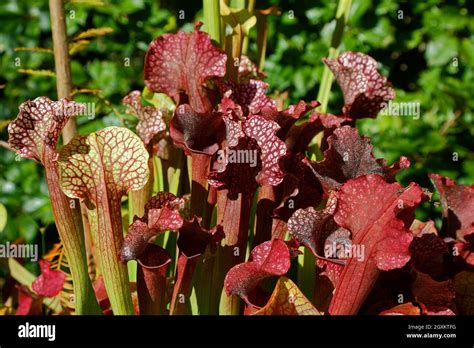 Pitcher Plants Sarracenia Aerolata Carnivorous Plants Varied Colors Red Green Pitfall Trap
