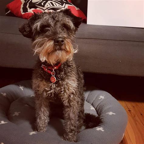 Maybe you would like to learn more about one of these? Schnoodles - Happy Canines