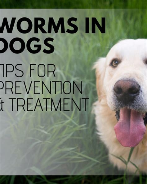 How long can a dog with lymphoma live on prednisone? How to Tell If Your Dog Has Worms - PetHelpful - By fellow ...