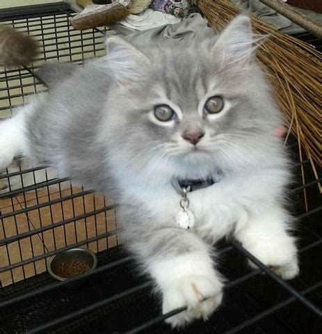 kucing: Kucing Persia Himalaya Putih
