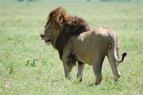 Masai Lion Animals Wiki Fandom
