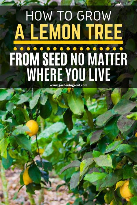 How To Grow A Lemon Tree From Seed No Matter Where You Live