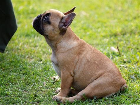 Les chiens, canadian rock band. Le chien parfait et idéal : Un chien discret