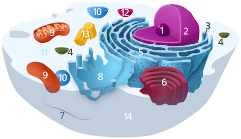 Eukaryotic cells, mitochondria, plant cell vs. Opinions on Organelle