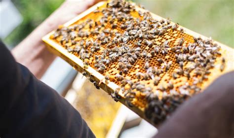 How To Use Raw Propolis Complete Beehives