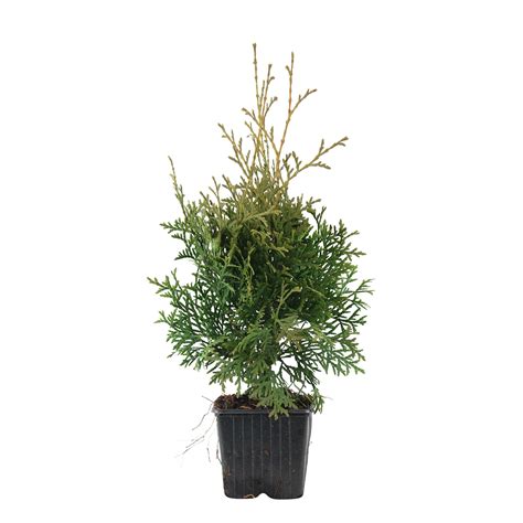 Buy Conifers Now Thuja Cypress Thuja Pyramidalis Compacta Hardy