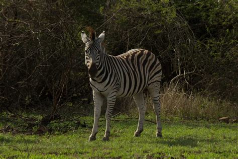 Plains Zebra - Wildlife Vagabond