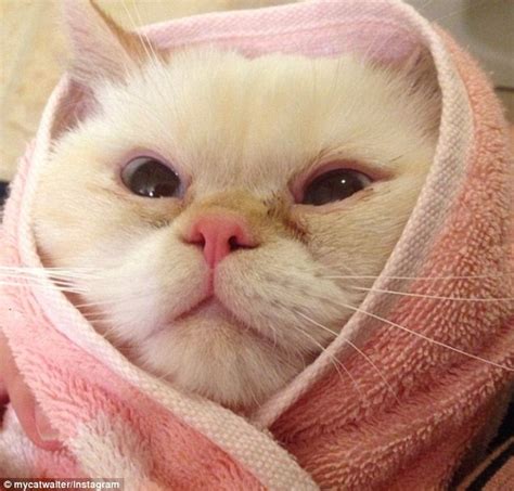 Cat Burrito Pictures Take Instagram By Storm Daily Mail
