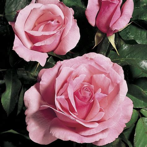 Queen Elizabeth Grandiflora Rose Rose Seeds Rose Planting Roses