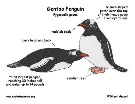 Anatomy for kids printable pdf file includes montessori inspired materials for ages 6 and up. adelie penguin diagram - Google Search | Penguins, Gentoo ...