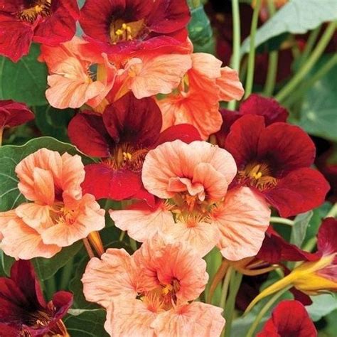 Nasturtium tom thumb can be seen in jekka's herbetum and is available to buy online as herb seeds. Glorious Mix Nasturtium Flower Seeds / Gleam / Annual 35 ...