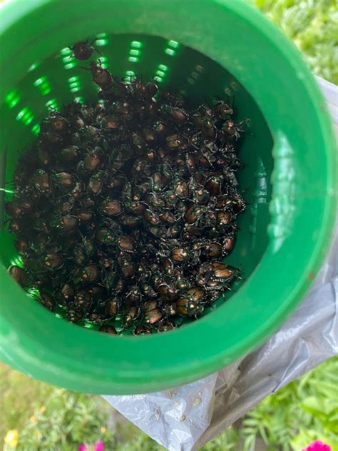 My Japanese Beetle Trap In A Span Of Two Days In The Month Of October