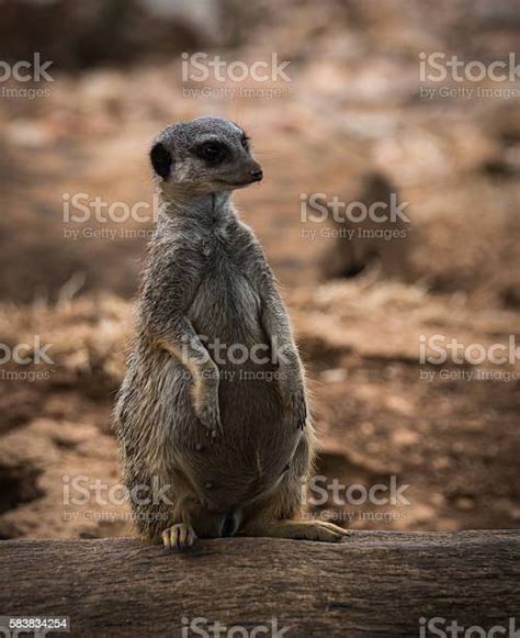 Portrait Of A Young Pregnant Meerkat Sitting On A Log Stock Photo