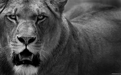 Angry Lion Hd Wallpapers