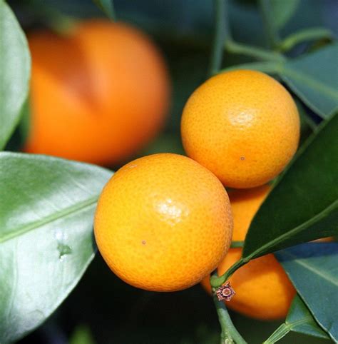 Panama Orange Tree Calamondin Citrus Mitis Not Available In Az