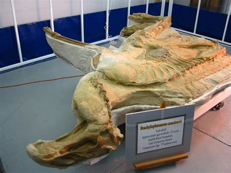 A 77 Million Year Old Dinosaur Fossil Was Found In Montanas Missouri