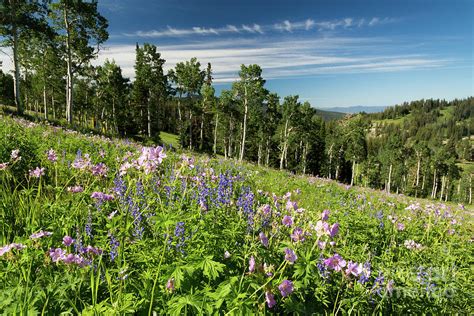 Wildflowers In Aspen Grove Photograph By Mike Cavaroc Fine Art America