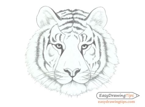 How To Draw A Tiger Face Head Step By Step Easydrawingtips Tiger
