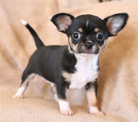 Chihuahua Puppies For Sale Muskogee Ok 316809
