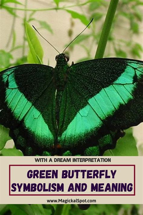 Green is the color between blue and yellow on the visible spectrum. Green Butterfly Symbolism and Meaning [+ Dream ...