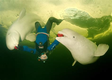 Divers Swim And Play With White Beluga Whales Under The Arctic Ice In The White Sea Russia