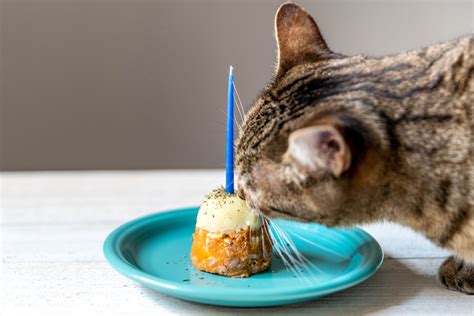 How To Make A Birthday Cake For My Cat