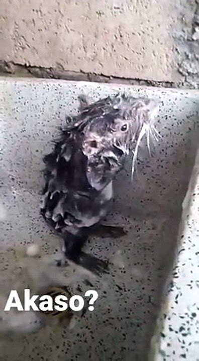 Un rat se lave comme un humain - Vidéo Dailymotion