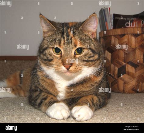 Tabby Cat With White Paws Stock Photo Alamy