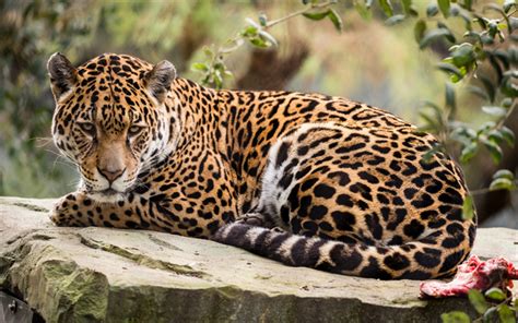 A true sports car, experience the distinctive superior performance of our innovative jaguar. Herunterladen hintergrundbild jaguar, raubtier, wildlife ...