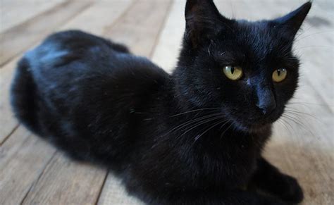 Bombay Cats The Most Adjustable And Attractive Black Cat
