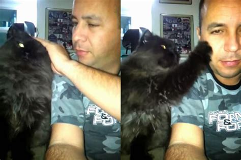 Puro Amor El Afecto De Un Gato Negro Cuando Su Amo Lo Acaricia