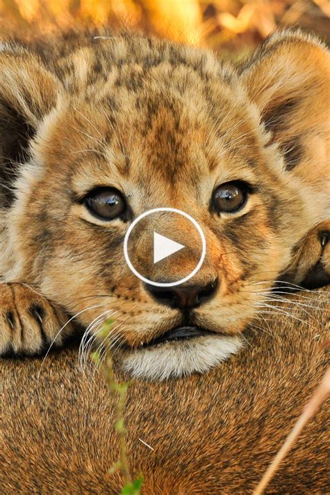 Baby Lions More Than Just Savanna Princes In 2020 Lions