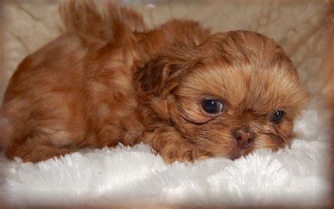 Get healthy pups from responsible and professional breeders at puppyspot. Shih Tzu Puppies For Sale | Smiths Creek, MI #171644
