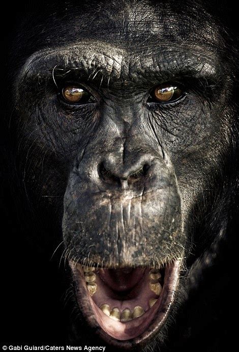 Incredible Images Show The Expressive Faces Of Chimpanzees Daily Mail