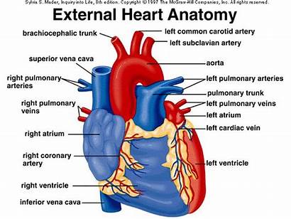Anatomy Heart External Physiology Diagram Structure Human