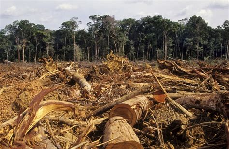 Malawi Ranked First In Sadc Deforestation Rate Report Face Of Malawi