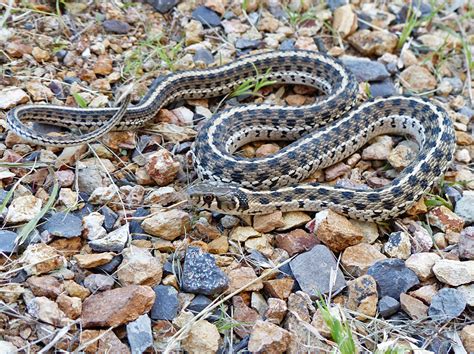 Checkered Garter Snake Life List Blog Posts