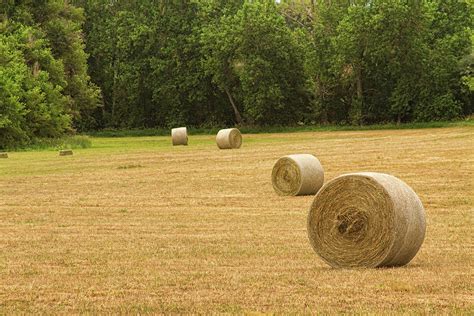 Field Of Freshly Baled Round Hay Bales Photograph By James Bo Insogna