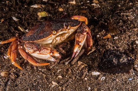 Atlantic Rock Crab Maine Photograph By Jennifor Idol Pixels