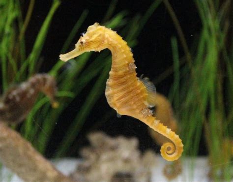 Seahorse Facts For Kids Seahorses Why Are Sea Horses Unique