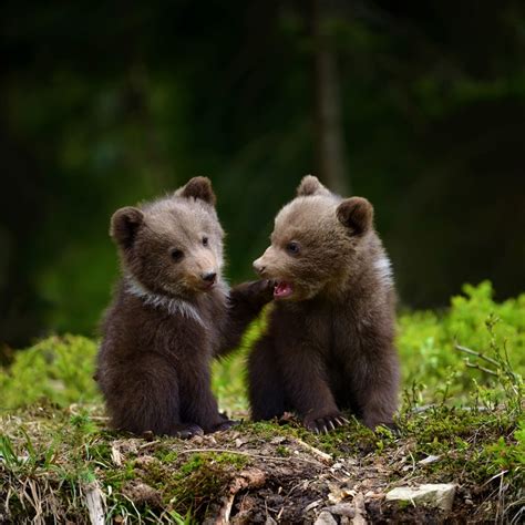 Adorable Bear Cubs Forum Avatar Profile Photo Id