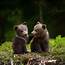 Adorable Bear Cubs Forum Avatar  Pro Photo ID 230500 Abyss