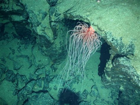 Sea Anemone Reclassified As New Kind Of Animal