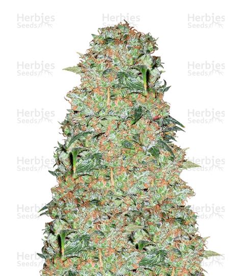 Critical Skunk Regular Cannabis Seeds For Sale Herbies