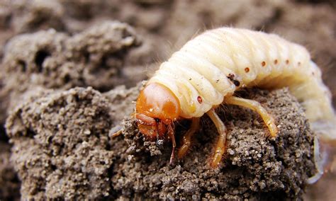 Top dressing can be combined with overseeding or seeding. Grubs in Turf — New Garden Select