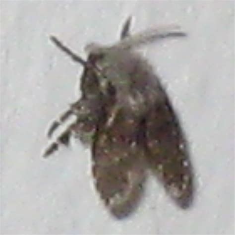 Small Black Fly Like Insect Clogmia Albipunctata